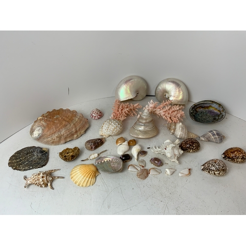 130 - Mother of Pearl Sea Shells and Corals