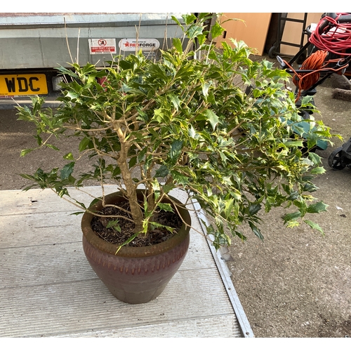 97A - Glazed Planter with Plant