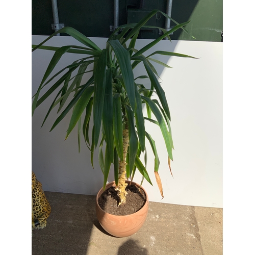 81 - Yucca Plant