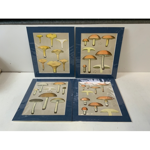 197 - 4x Charles Peck Prints of Mushrooms 1895 Matching Mounts