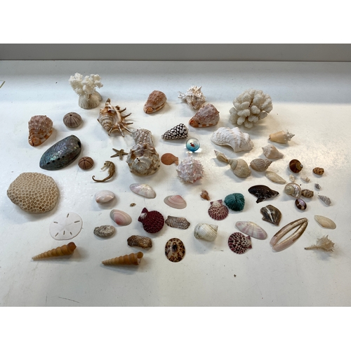 215 - Quantity of Shells and Coral etc