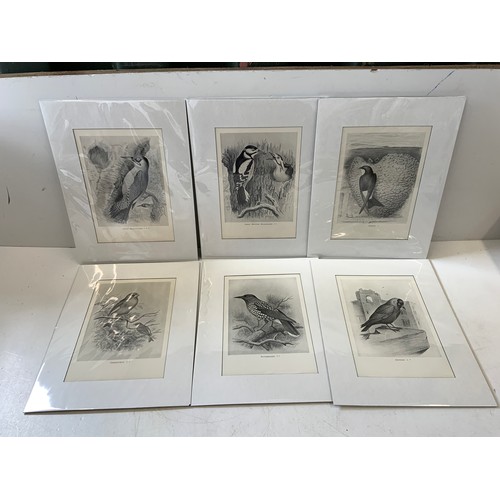 166 - 6x Large Prints of British Birds F W Frohawk 1898 Matching Mount
