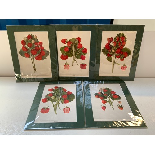 192 - 5x Large Prints of Strawberries Hedrick 1925 Matching Mounts