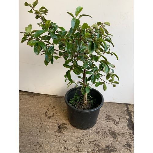 36 - Potted Shrub