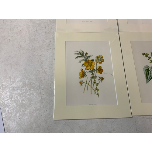 191 - 8x FE Hulme Botanical Prints 1878