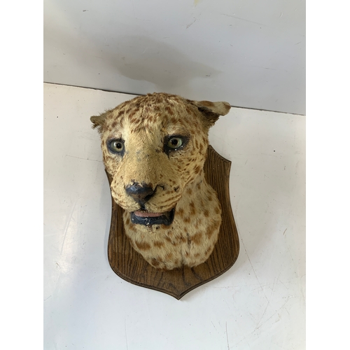 440 - Taxidermy Study of a Leopard