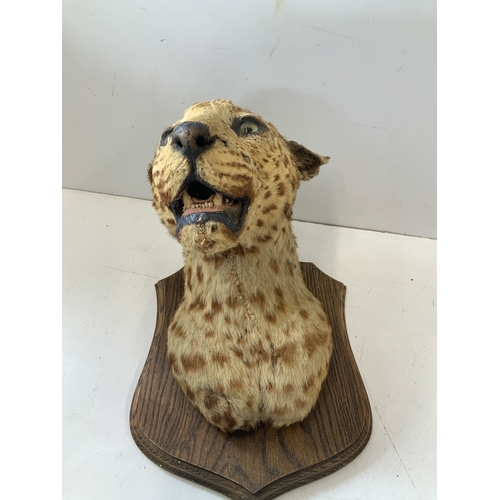 440 - Taxidermy Study of a Leopard