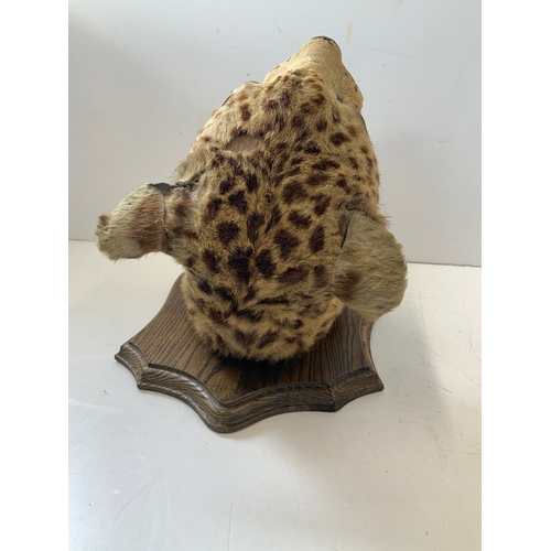 440 - Taxidermy Study of a Leopard