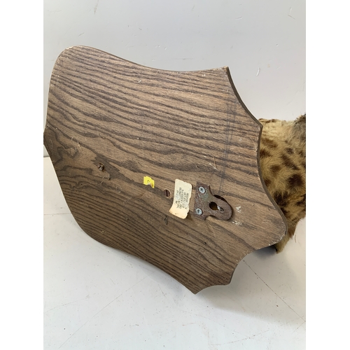 440 - Taxidermy Study of a Leopard