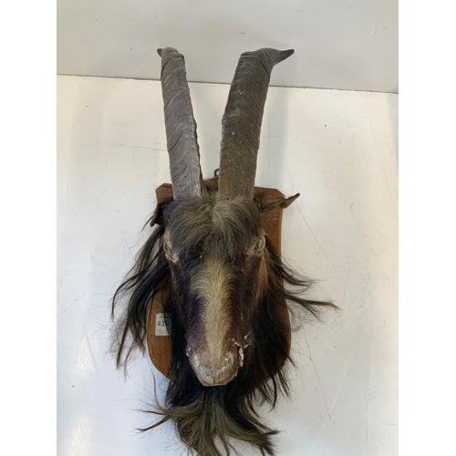 272 - Taxidermy Study of a Feral Goat