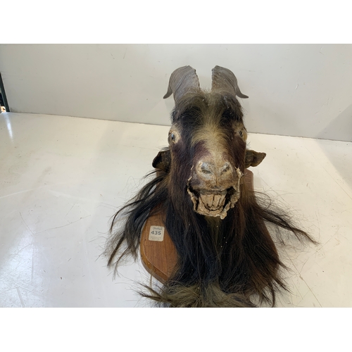 272 - Taxidermy Study of a Feral Goat