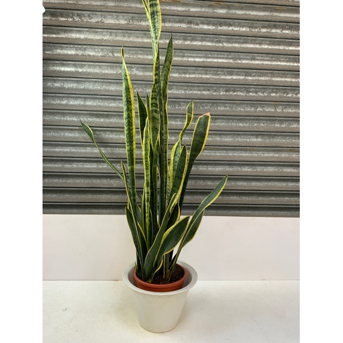 270A - House Plant - Mother in Law’s Tongue