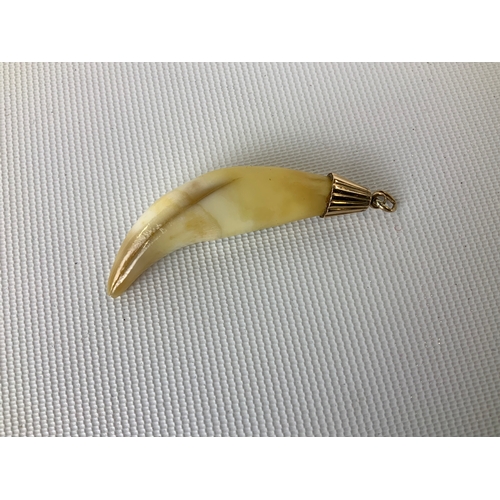 171 - Antique Tooth Pendant - 6cm