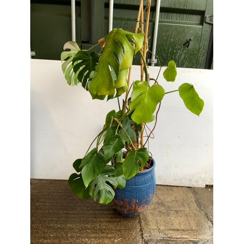 132A - Potted Cheese Plant
