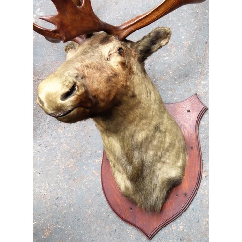 9 - Large Victorian taxidermic specimen of an Elk head, mounted on oak shield back. Approx. 125cms H x 8... 