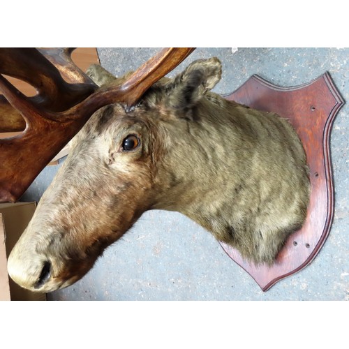 9 - Large Victorian taxidermic specimen of an Elk head, mounted on oak shield back. Approx. 125cms H x 8... 