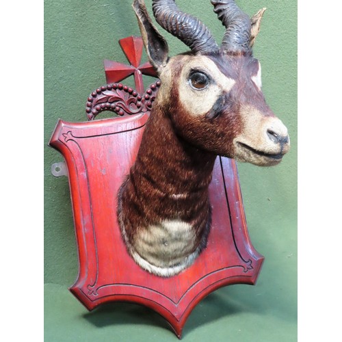 17 - Good example of a taxidermic Blackbuck head, mounted on carved mahogany shield back. Approx. 87cm H ... 