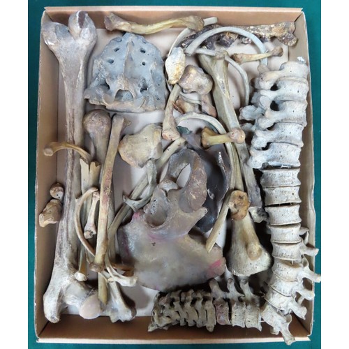 219 - Early example of a Human Skeleton, the Skull having a detachable crown and paper label 