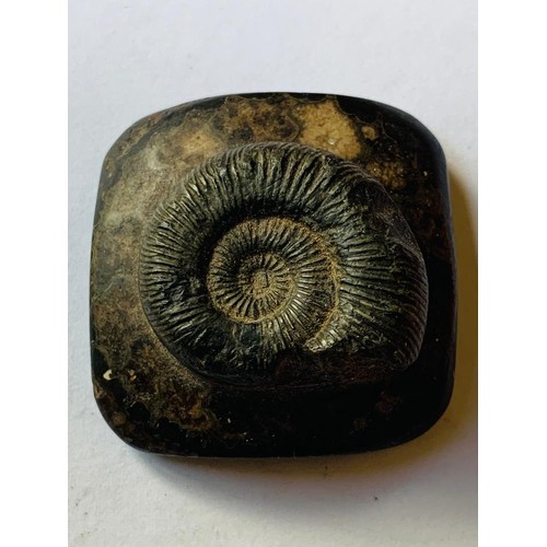 71 - ONE AMMONITE FOSSIL, FOUR SHARKS TEETH FOSSILS, SILEX HARROW HEAD, FIVE LEAVES AGATE FOSSILS, ONE QU... 