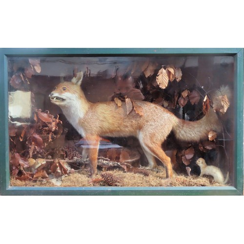 10 - large Victorian painted and glazed display case, containing taxidermic specimens of a fox and two st... 