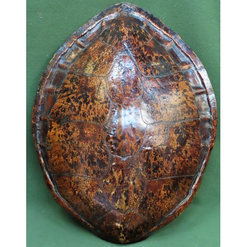 17 - Late 19th/early 20th century Green Turtle Shell Carapace (Chelonia Mydas). Approx. 73cms H x 58cms W