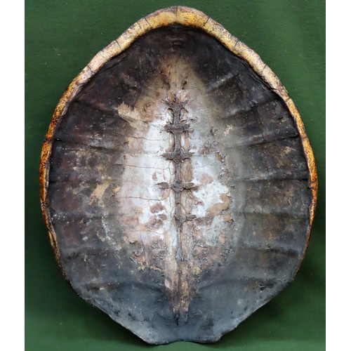 17 - Late 19th/early 20th century Green Turtle Shell Carapace (Chelonia Mydas). Approx. 73cms H x 58cms W