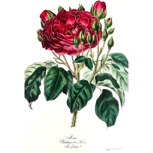 40 - WILLIAM PAUL, 'THE ROSE GARDEN', 1848, HIGH QUALITY CHROMO LITHOGRAPHIC ILLUSTRATIONS, CLOTH BOARD