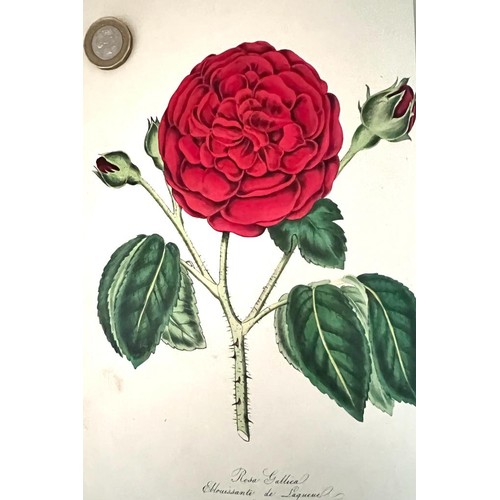 22 - WILLIAM PAUL, 'THE ROSE GARDEN', 1848, HIGH QUALITY CHROMO LITHOGRAPHIC ILLUSTRATIONS, CLOTH BOARD