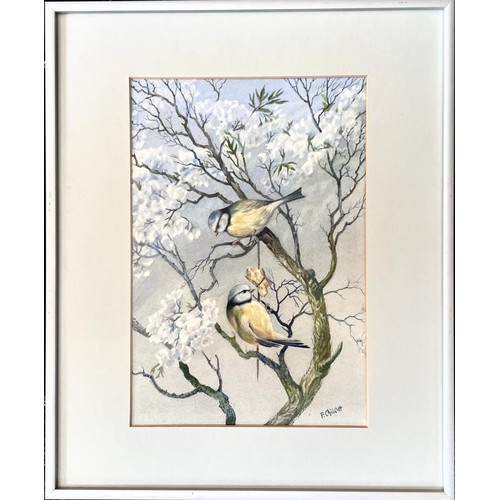 307 - F CHILCOTT, WATERCOLOUR, BLUE TITS ON SPRING BLOSSOMS, APPROX 28 x 19cm