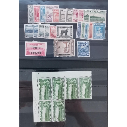 450 - NEWFOUNDLAND.  A M or UM group of stockcards  condition a little mixed  value in imperf. pairs or bl... 