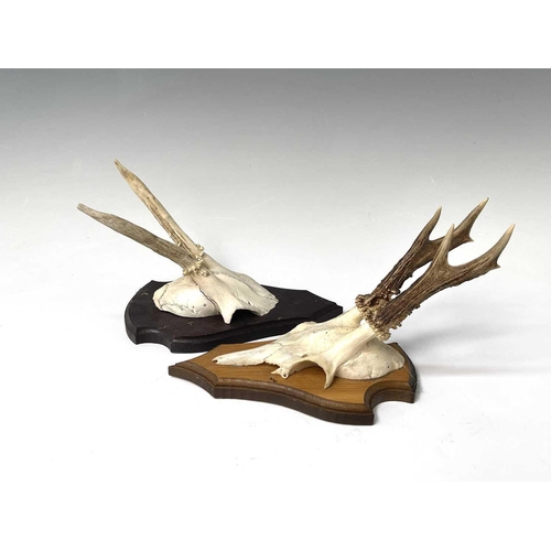 138 - Two wall mounted pairs of antlers. The tallest 25.5cm high overall.