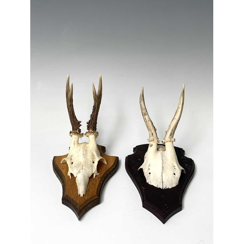 138 - Two wall mounted pairs of antlers. The tallest 25.5cm high overall.