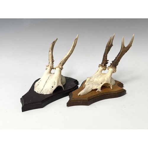 138 - Two wall mounted pairs of antlers. The tallest 25.5cm high overall.