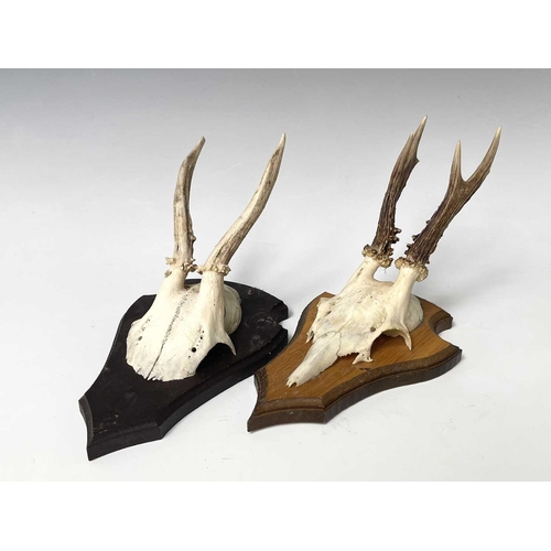 138 - Two wall mounted pairs of antlers. The tallest 25.5cm high overall.