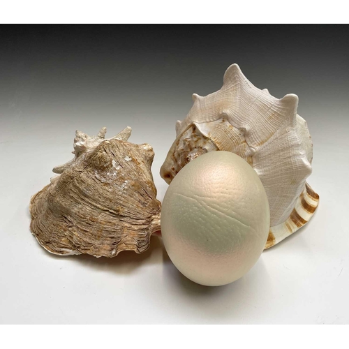 140 - An ostrich egg, together with a turned hardwood cup and two large seashells (4)