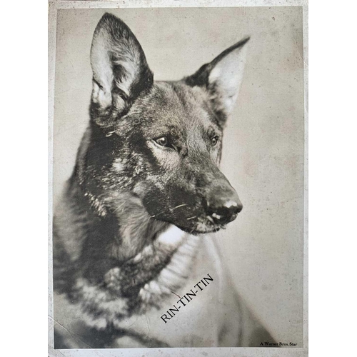 201 - Film star photographs Four large format Warner Bros studio shots of the 1920s Each 35x26cm Rin-Tin-T... 