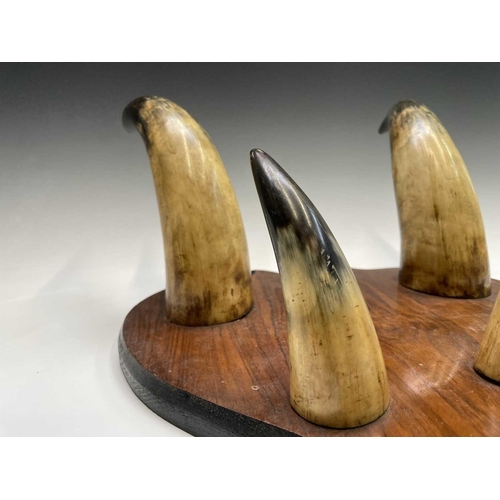 391 - A shield-shaped walnut and cow horn coat rack. Height 48cm overall.