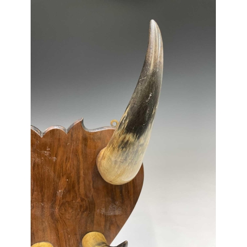 391 - A shield-shaped walnut and cow horn coat rack. Height 48cm overall.