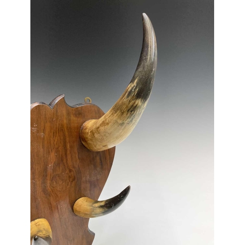 391 - A shield-shaped walnut and cow horn coat rack. Height 48cm overall.