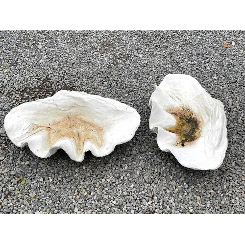 632 - A pair of reconstituted stone garden ornaments of giant clam shell form, width 62cm.