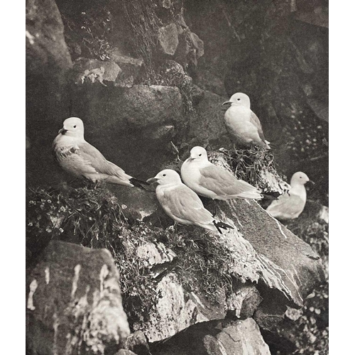 120 - NATURAL HISTORY. 'Pictures from Nature,' by Cherry Kearton, Fifteen Rembrandt Photogravures of which... 