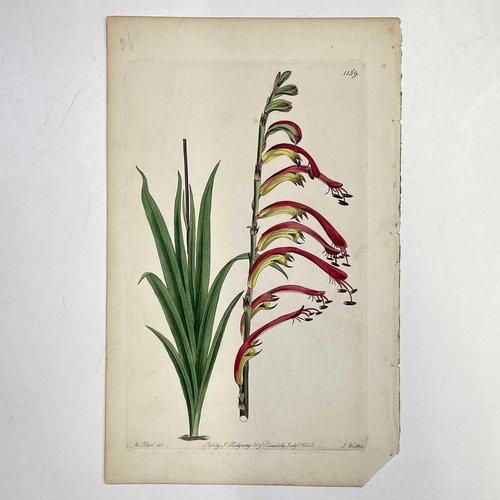 251 - BOOK PLATES and ENGRAVINGS. Fourteen engravings of which thirteen are hand coloured. Eleven from Cur... 