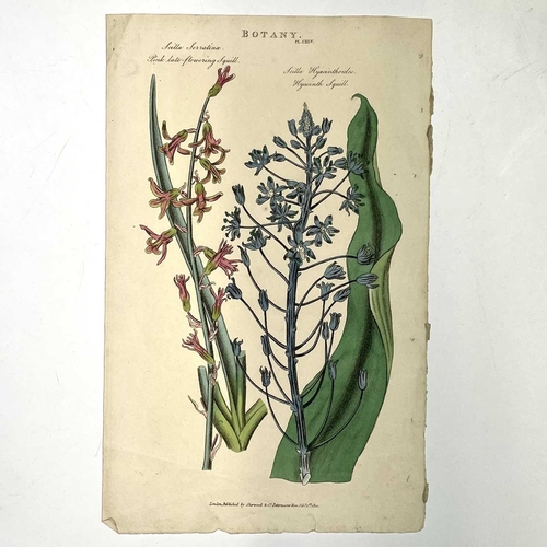 251 - BOOK PLATES and ENGRAVINGS. Fourteen engravings of which thirteen are hand coloured. Eleven from Cur... 