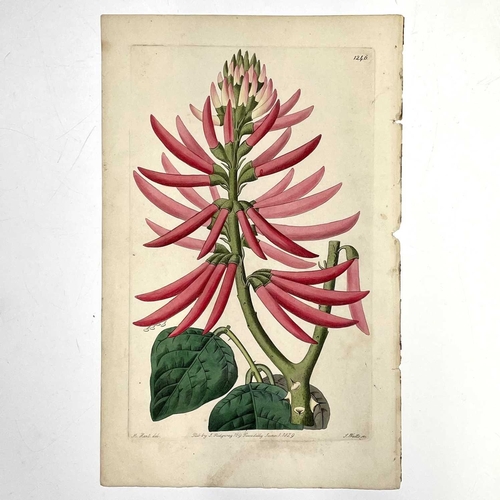 251 - BOOK PLATES and ENGRAVINGS. Fourteen engravings of which thirteen are hand coloured. Eleven from Cur... 