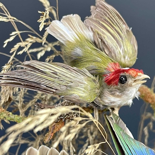 326 - A Victorian taxidermy display of exotic birds, the eight individual specimens mounted on a branch un... 