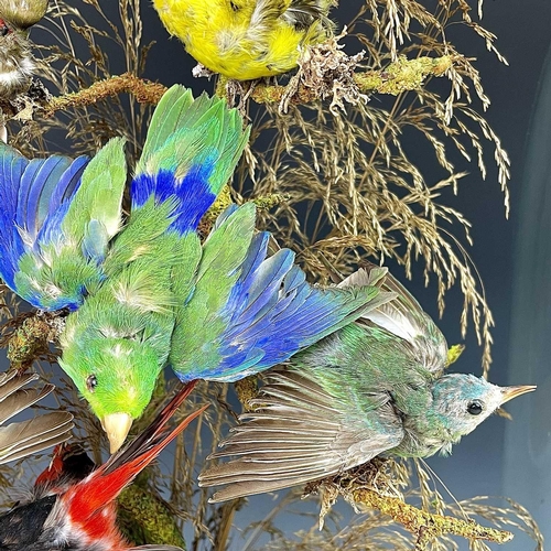 326 - A Victorian taxidermy display of exotic birds, the eight individual specimens mounted on a branch un... 