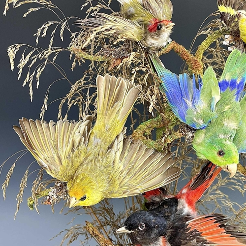 326 - A Victorian taxidermy display of exotic birds, the eight individual specimens mounted on a branch un... 