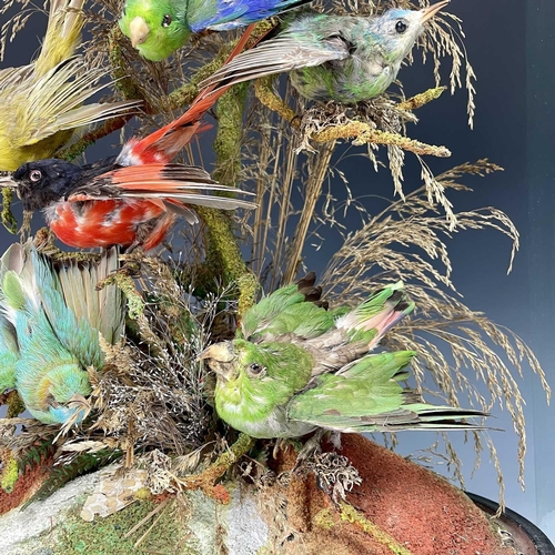 326 - A Victorian taxidermy display of exotic birds, the eight individual specimens mounted on a branch un... 