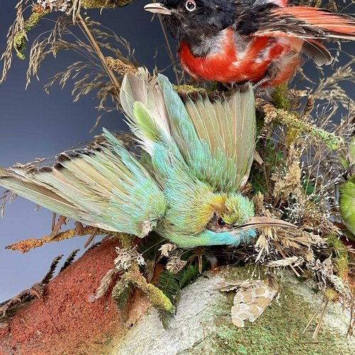 326 - A Victorian taxidermy display of exotic birds, the eight individual specimens mounted on a branch un... 