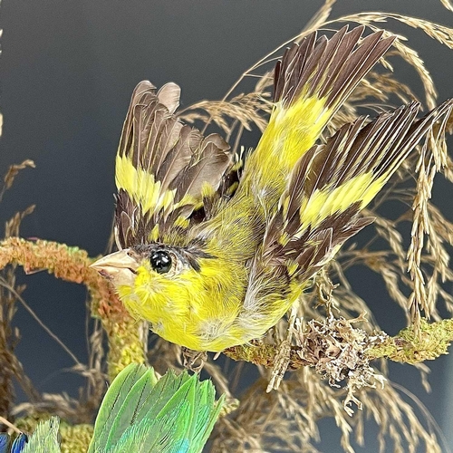 326 - A Victorian taxidermy display of exotic birds, the eight individual specimens mounted on a branch un... 